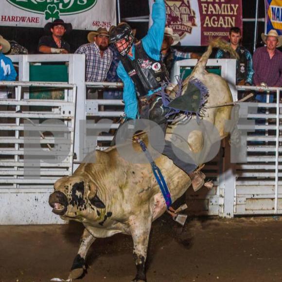 Meet your Posher, Levi - Picture 1 of 1